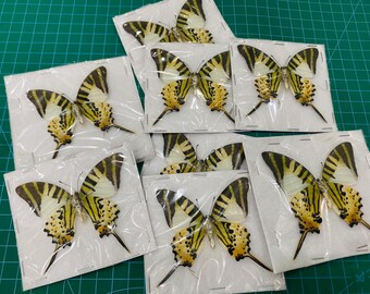 Set of 2 Five bar Swordtail Butterfly Unmounted, Graphium antiphates Real Insect Specimens for Framing, Oddities Wall Art Decor