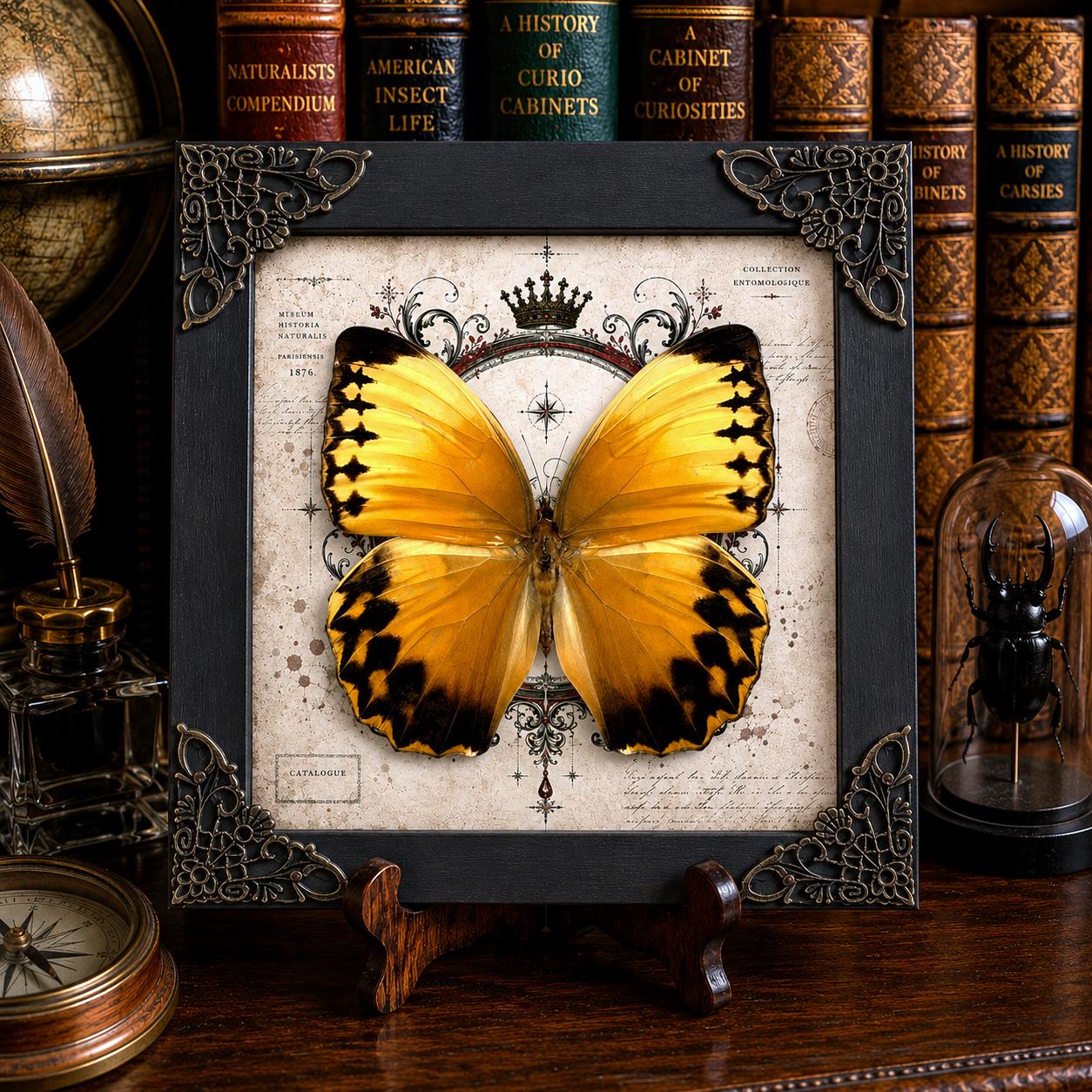 Curiosity Corner - Etsy