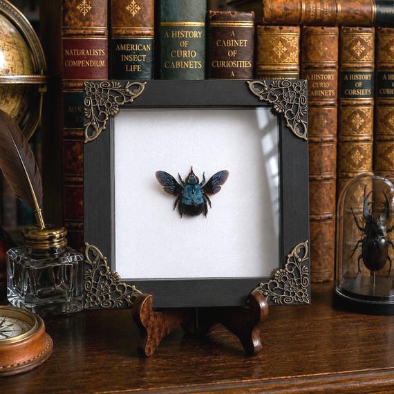 Real Blue Carpenter Bee Specimen in Shadow Box Framed Insect Taxidermy Cabinet of Curiosities Decor