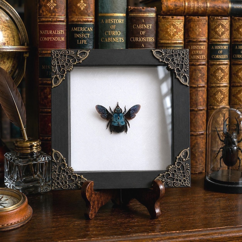 May include: A square black wooden frame with ornate gold-toned metal corner accents containing a preserved blue and black carpenter bee specimen centered on a white background. The frame is supported by a small brown wooden display stand.