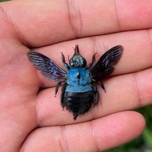 May include: A large carpenter bee with a vibrant metallic blue thorax and head, contrasting with deep black wings and a fuzzy black abdomen. The insect features prominent dark eyes and delicate wing venation, showcasing a striking color palette.