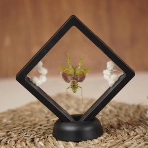 May include: A framed insect display featuring a vibrant green and red praying mantis. The insect is showcased within a black, diamond-shaped frame, with white floral accents. The display is set on a woven surface, creating a natural aesthetic.