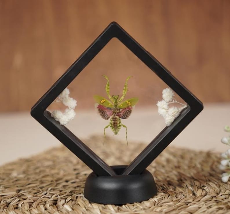 May include: A framed insect display featuring a vibrant green and red praying mantis. The insect is showcased within a black, diamond-shaped frame, with white floral accents. The display is set on a woven surface, creating a natural aesthetic.