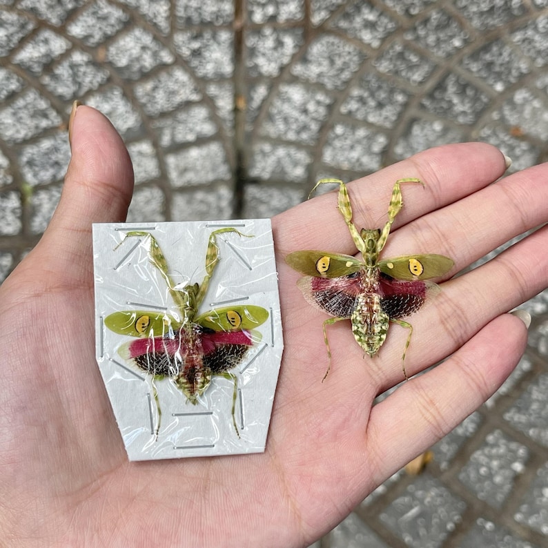 May include: Two preserved praying mantises. One is mounted on a white card, the other rests on a hand. Both insects have green wings with yellow and black markings, and red and black abdomens.