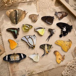 May include: A collection of various butterfly specimens arranged on a piece of aged, handwritten parchment paper. The butterflies display diverse colors, including shades of brown, yellow, black, white, and teal, with intricate wing patterns and shapes.