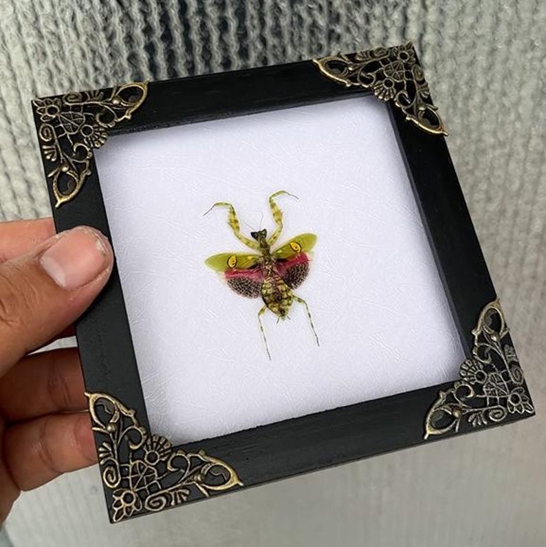 May include: A framed insect display featuring a colourful praying mantis. The insect is set against a white background within a black frame with ornate corner accents. The mantis has green, yellow, and red hues.