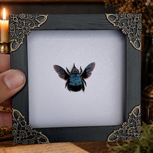 May include: A square black frame with ornate gold-toned metal corner accents containing a white background with a centered specimen of a dark blue and black carpenter bee with its wings spread wide, displayed in a shadow box style arrangement.