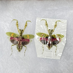 May include: Two preserved praying mantises. One is displayed freely, the other is pinned to a card. Both insects have green and yellow wings with pink and brown markings. The mantises are on a white surface.