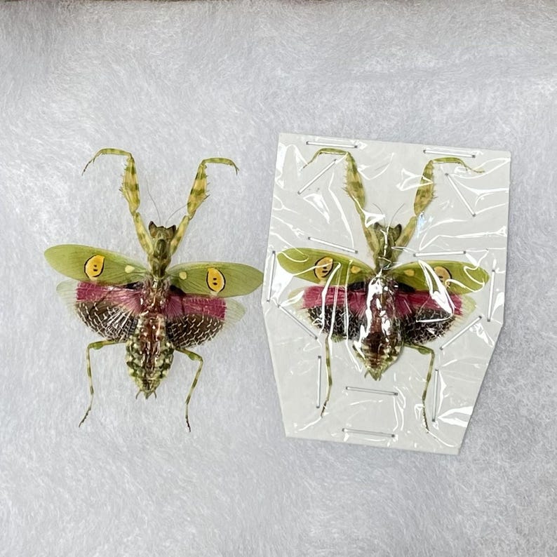 May include: Two preserved praying mantises. One is displayed freely, the other is pinned to a card. Both insects have green and yellow wings with pink and brown markings. The mantises are on a white surface.
