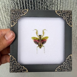 May include: A framed insect display featuring a preserved praying mantis. The black frame has ornate gold corner accents. The insect has green and pink wings and is centered on a white background.