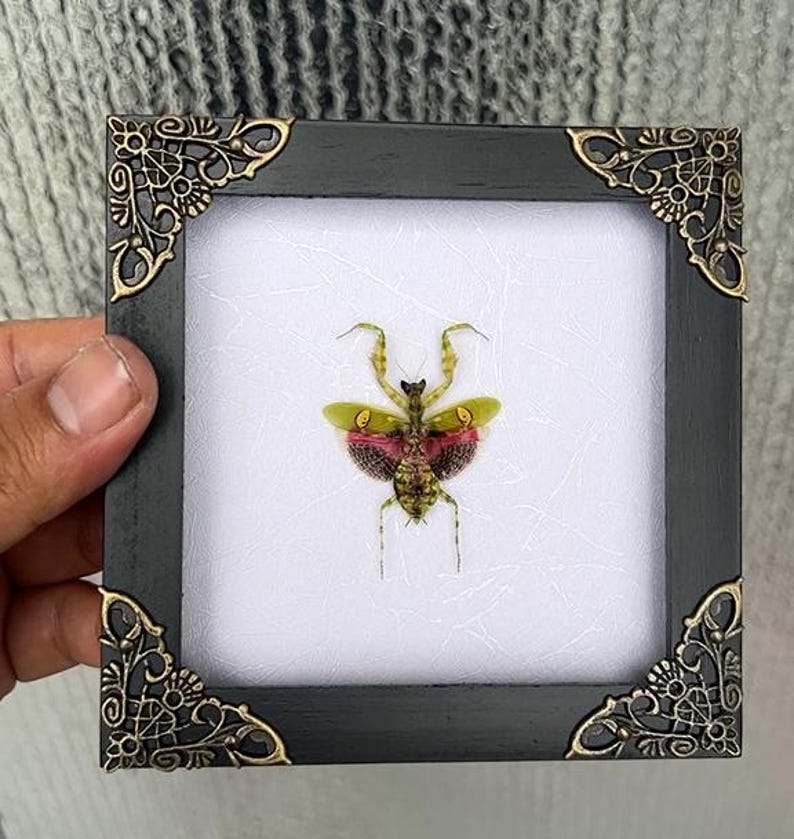 May include: A framed insect display featuring a preserved praying mantis. The black frame has ornate gold corner accents. The insect has green and pink wings and is centered on a white background.