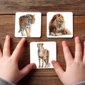 May include: Three square coasters featuring detailed illustrations of big cats: a tiger, a lion, and a cheetah. The tiger is orange and black, the lion has a brown mane, and the cheetah is tan with black spots. The coasters are on a wooden surface.