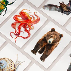 May include: Watercolor illustrations of various animals and insects, including a green beetle, a red octopus, a brown bear, and a bat. The artwork is displayed on white cards, showcasing detailed depictions of nature.
