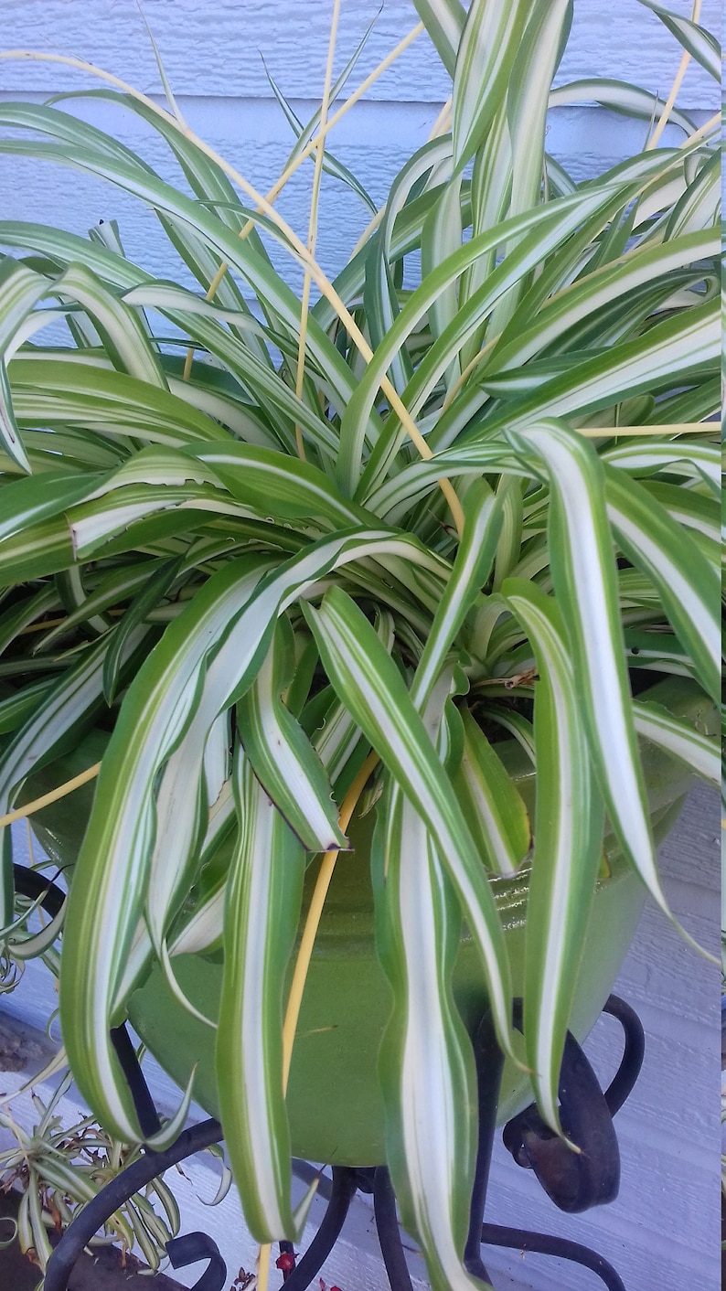 Spider Plant akaChlorophytum Comosum or airplane plant