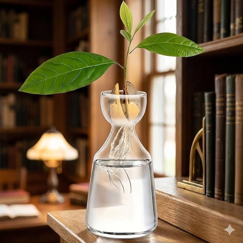 May include: A clear glass avocado growing vase with a sprouting avocado seed. The vase has a bulbous bottom and a narrower middle section, with the seed suspended in the top. The avocado plant has large green leaves and visible roots.