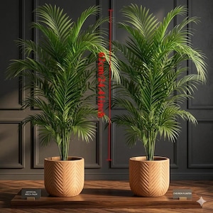 indoor wicker plant stands Low Basket Plant Stand – Camelback Flowershop main image 1
