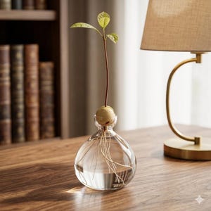 May include: A clear glass vase with a round base and a narrow neck, holding water and an avocado seed sprouting roots. A slender stem with green leaves extends upwards. The vase sits on a wooden surface, with a lamp in the background.