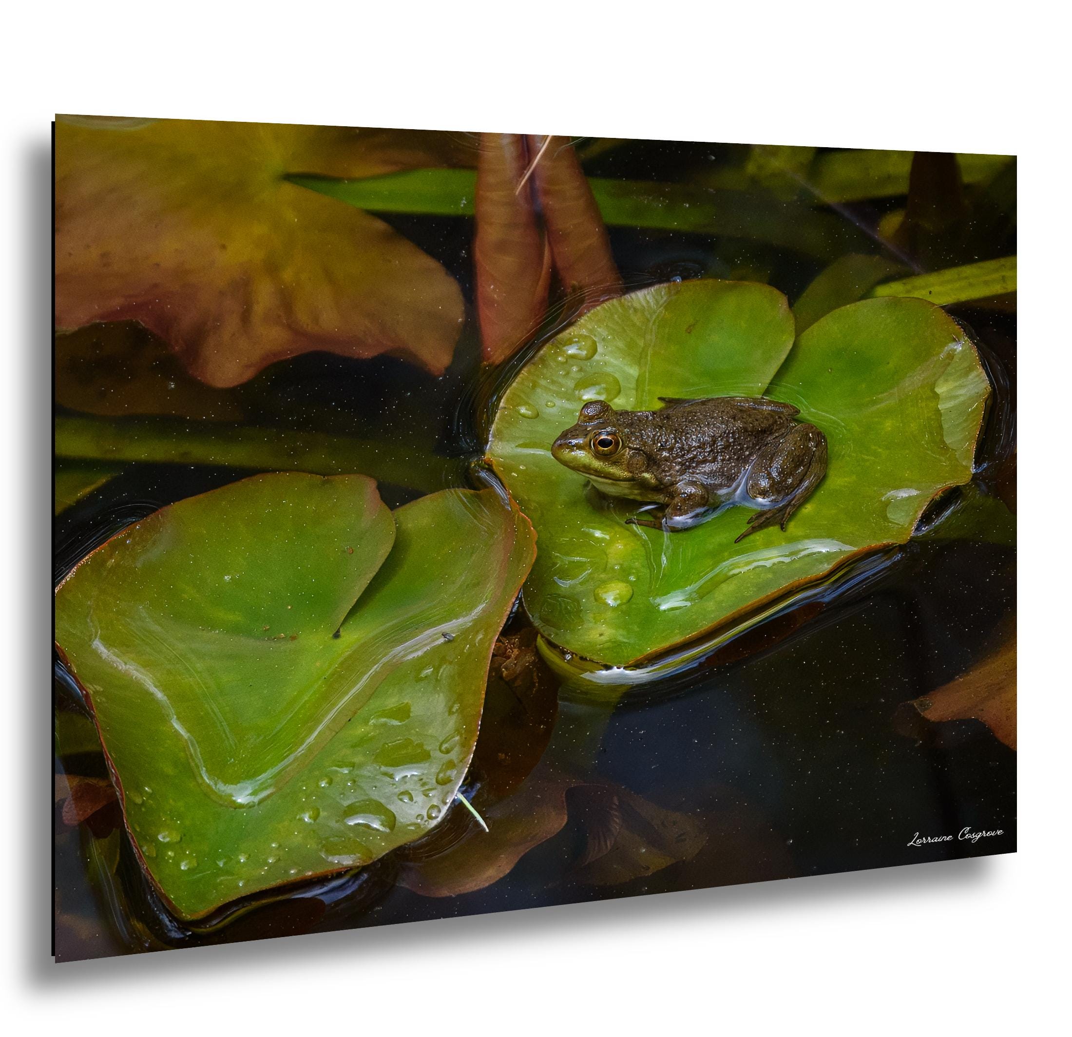 Frog on Lily Pad Photo, Acadia Maine Wildlife Print, Green Lily Pad ...