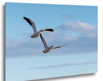 Snow Geese Pair Flying Photo, Birds In Flight Wall Art, Wildlife Migration Print, Two Geese Picture, Blue Sky Bird Photography Decor