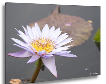 Lotus Flower Photography, Pink Lotus Wall Art, Botanical Garden Floral Print, Nature Flower Photo, NY Botanical Garden Lotus Art Decor