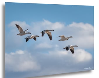 Snow Geese Flying Photo, Birds In Flight Wall Art, New Mexico Wildlife Print, Migrating Geese Picture, Blue Sky Bird Photography Decor
