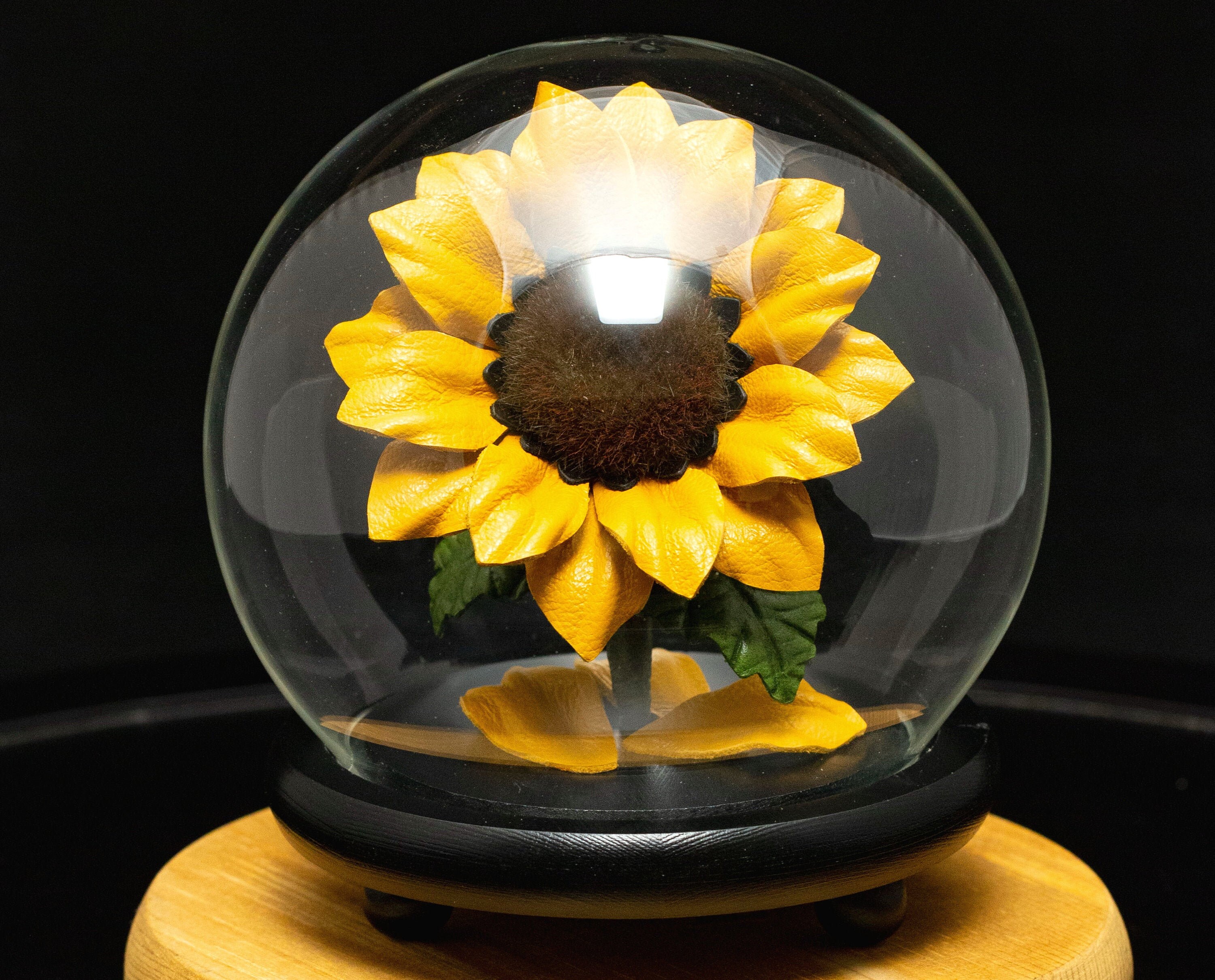 Leather sunflower in glass dome golden yellow long stem flower third