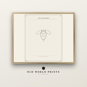 Vintagetryck av bi | Antik gravyr | APIS MELLIFERA | Utskrivbar väggkonst | Direkt nedladdning