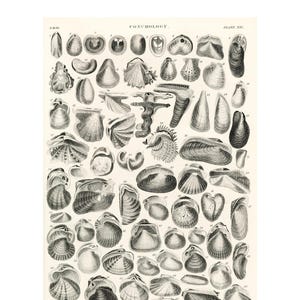 Vintage Seashell Print | Antique Conchology Chart, Coastal Wall Art (Digital Download)