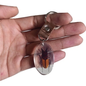 May include: A clear oval keychain featuring a preserved beetle with a brown body and orange abdomen. The keychain has a brown leather strap and a silver metal ring.