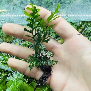 May include: A close-up of a green aquatic plant with feathery leaves and dark roots. The plant is held in a hand, with other aquatic plants visible in the background. The plant appears to be a fern or similar species.