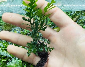 Buy 2 Get 1 FREE - Water Fern - Bolbitis heudelotii - Live Freshwater Aquarium Plant - Shade Loving Rhizome - Attaches to Wood - Free ship