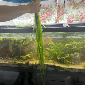 May include: A bunch of long, green aquatic plants with visible roots are held up against a backdrop of an aquarium. The plants have a slender, grass-like appearance, and the aquarium is filled with other green plants and water.