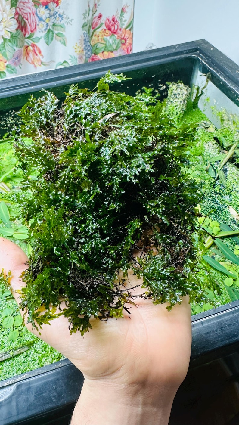 Buy 3 Get 1 FREE - Filmy Fern - Crepidomanes Sp. Malabaricum - Rare ...