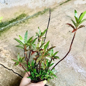 May include: A small, green plant with long, slender leaves and reddish-brown stems. The plant is held in a hand, showcasing its fresh, vibrant appearance. The leaves have a glossy texture, and the plant appears to be recently watered.