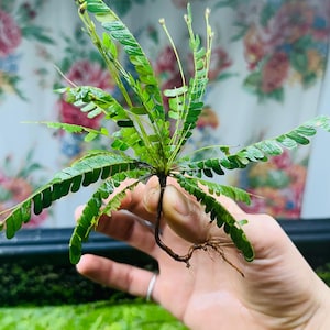 Phyllanthus balgooyi - Seltene Rheophytische Bachpflanze - Schmales Blatt Aquatic Center Pice - Emerse Unikat - Kostenloser Versand