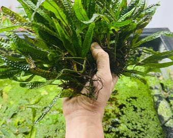 May include: A vibrant green aquatic plant with long, slender leaves, held in a hand. The plant has visible roots and is likely intended for an aquarium or aquatic environment. The leaves have a textured surface.