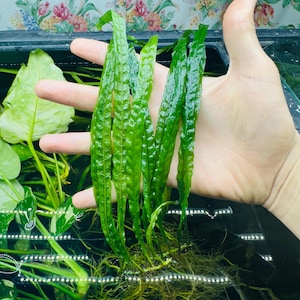 Koop 2 en krijg 1 gratis - Javavaren smal blad - Microsorum pteropus - Gemakkelijke wortelstokplant bij weinig licht - Gratis verzending