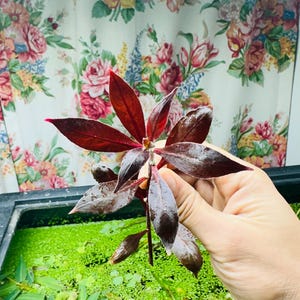 May include: A close-up of a plant with deep red leaves. The leaves are long and pointed, with a glossy sheen. The plant is held in a hand, with a backdrop of a floral curtain and a green aquatic environment.