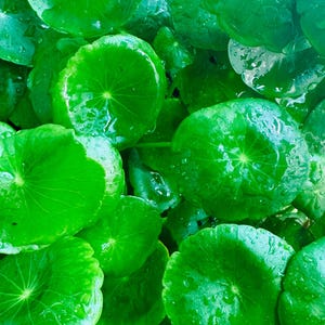 Op de afbeelding: Close-up van heldergroene, ronde bladeren met een textuur van waterdruppels. De bladeren hebben een radiaal aderpatroon en zijn dicht opeengepakt. Het beeld legt een natuurlijk, botanisch thema vast.