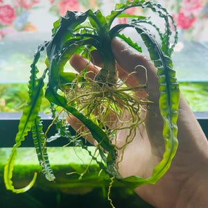 May include: A close-up of a green aquatic plant with long, wavy leaves and visible roots. The plant is held in a hand, showcasing its vibrant color and texture. The plant's leaves have a unique, ruffled edge.