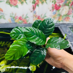 May include: A lush aquatic plant with deep green, glossy, oval-shaped leaves featuring a distinct rippled texture. The plant is held above a dark aquarium filled with water and submerged vegetation, showcasing its vibrant foliage and structure.
