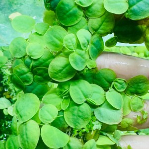 Può includere: Primo piano di un gruppo di piante acquatiche verde brillante con piccole foglie rotonde. La pianta è parzialmente sommersa in acqua, con alcune foglie visibili sopra la superficie. Le foglie sono di un colore verde vibrante.