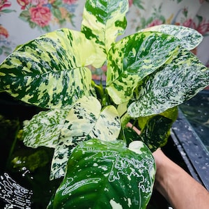 May include: A variegated plant with broad, glossy leaves featuring a mottled pattern of deep forest green, lime green, and creamy white. The foliage is lush and dense, with some leaves showing more white variegation while others are primarily green.