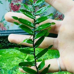 Könnte beinhalten: Nahaufnahme einer leuchtend grünen Wasserpflanze mit länglichen, oval geformten Blättern. Der Stiel der Pflanze ist dunkel und die Blätter glänzend. Die Pflanze wird vor dem Hintergrund anderer Wasserpflanzen und eines floralen Musters gehalten.