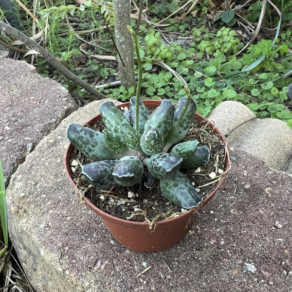 Adromischus Cooperi, Rare Succulent