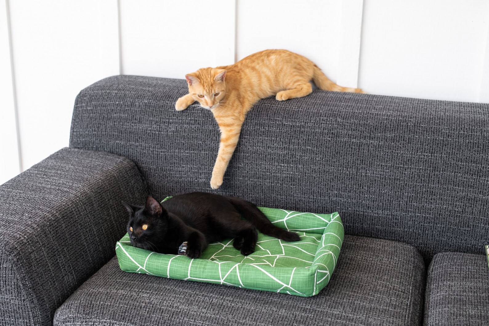 Washable Catnipfilled Cat Bolster Bed With Hidden Catnip Etsy