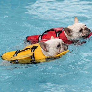 May include: Two French Bulldogs swimming in water, each wearing a dog life jacket. One dog wears a bright red life vest with black straps and reflective silver accents, while the other wears a yellow life vest with similar black straps and silver trim.
