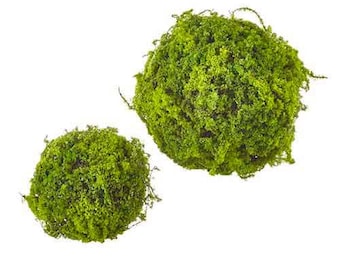 Mooskugeln 2er Set - Dekorative Kugel für Vase, Schüsselfüller oder Teigschüssel