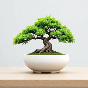 May include: A miniature bonsai tree in a white ceramic pot. The tree features a textured brown trunk and bright green foliage. The pot rests on a light-coloured wooden surface, against a plain white backdrop.