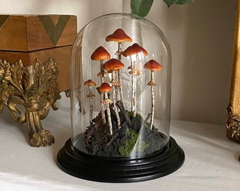 Conocybe Filaris Mushroom Glass Cloche